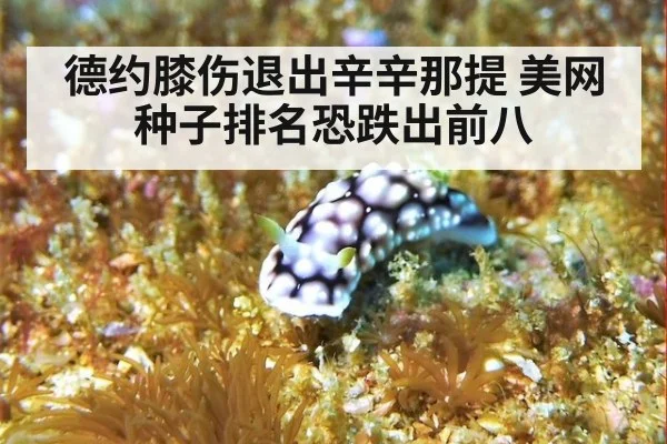 德约膝伤退出辛辛那提 美网种子排名恐跌出前八